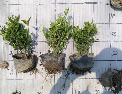 高度18厘米小叶栀子