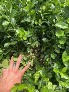 高度40厘米卫矛