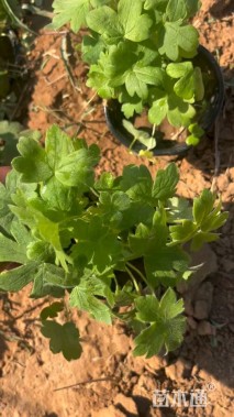高度20厘米飞燕草