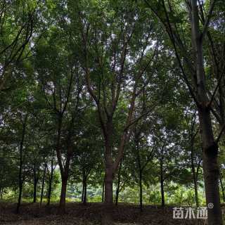 35公分香樟