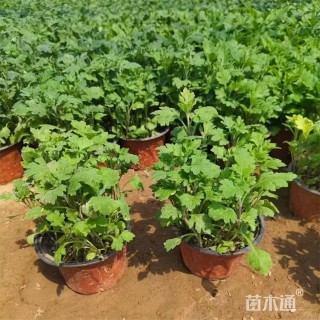 高度22厘米地被菊