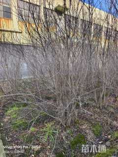 高度200厘米丛生花石榴