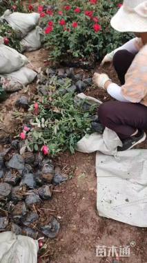 高度50厘米丰花月季