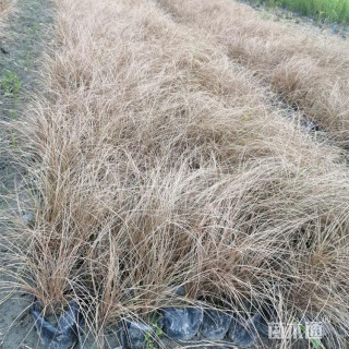 高度30厘米棕红苔草