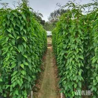 120厘米炮仗花