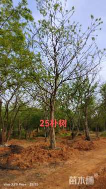 15公分朴树