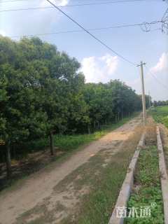 15公分西府海棠