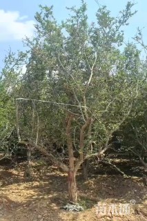 高度400厘米石榴
