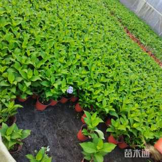 高度20厘米无尽夏绣球