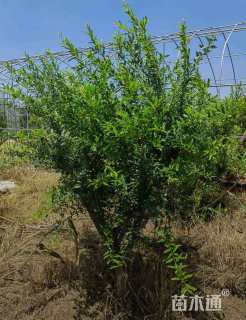 高度450厘米花石榴