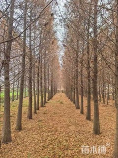 11公分池杉