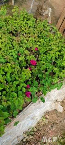 高度30厘米三角梅