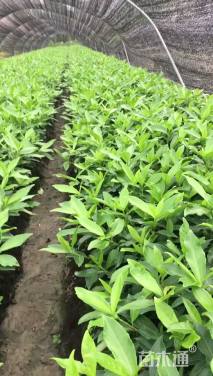 高度35厘米青珊瑚