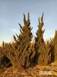 高度80厘米龙柏