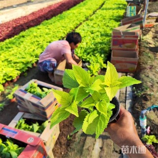 高度30厘米彩叶草