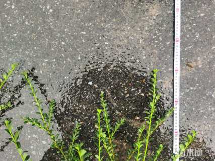 高度60厘米龟甲冬青