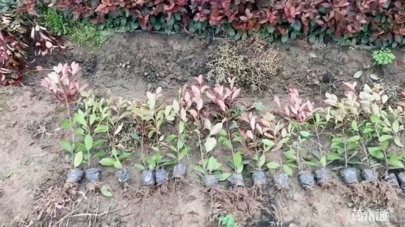 高度50厘米红叶石楠小苗