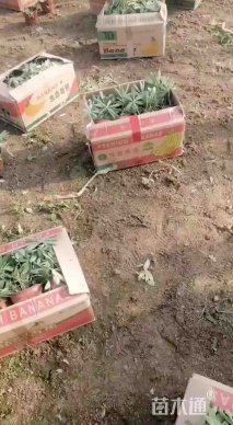 高度40厘米羽扇豆