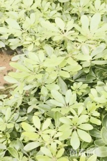 高度30厘米鸭脚木