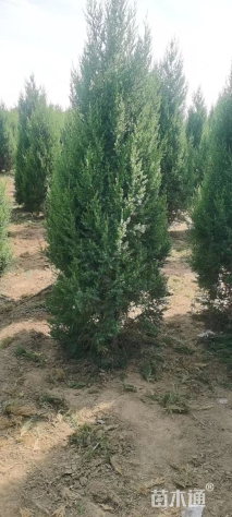 高度200厘米塔桧
