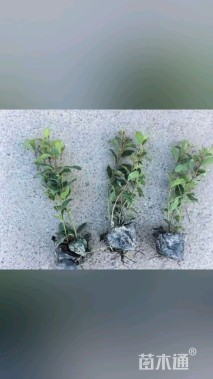 高度20厘米地中海荚迷