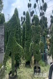 2公分造型小叶女贞