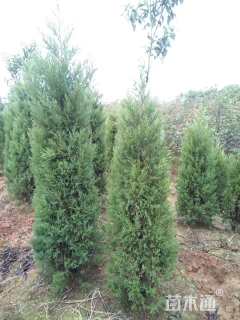 高度280厘米塔柏