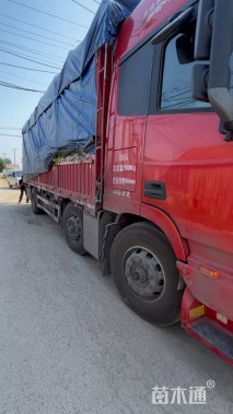 高度30厘米唐菖蒲