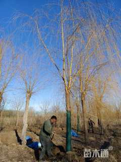 20公分金丝垂柳