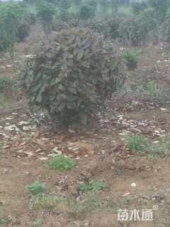 冠幅120厘米红叶石楠球