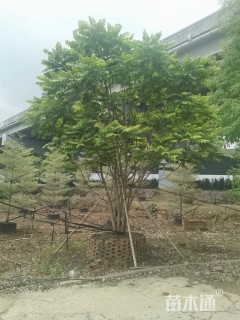 30公分麻楝