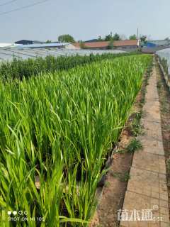 高度40厘米菖蒲