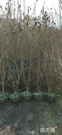 高度280厘米木本绣球