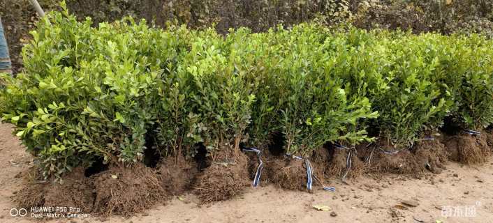 冠幅20厘米小叶黄杨球