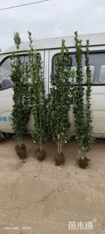 高度150厘米北海道黄杨