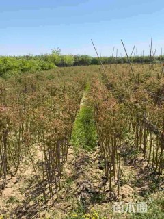 高度100厘米栾树小苗