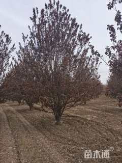 高度5厘米丛生紫叶李