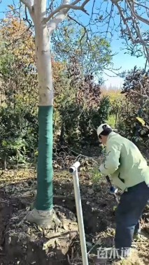 18公分二乔玉兰