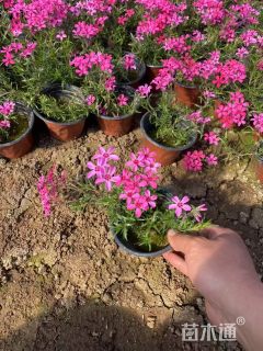 高度20厘米丛生福禄考