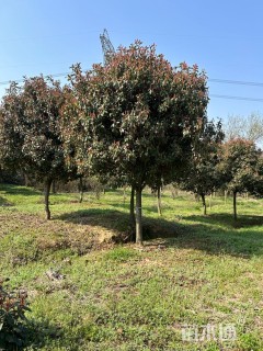 14公分红叶石楠