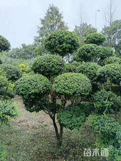 3公分造型小叶女贞