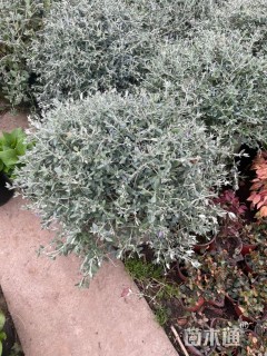 高度40厘米灌从石蚕