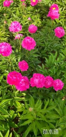 高度30厘米芍药