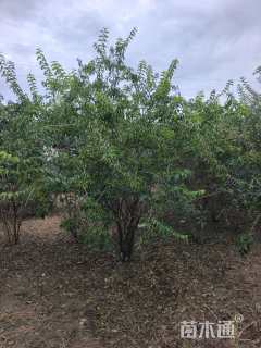 高度250厘米金银木