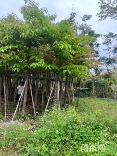 8公分大叶紫薇