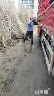 高度250厘米紫荆