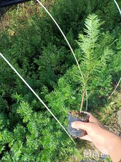 高度40厘米红豆杉小苗