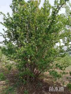 高度400厘米丛生花石榴