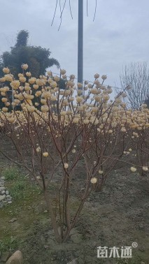 高度150厘米结香