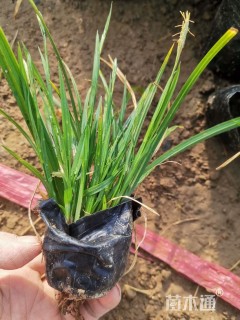 高度16厘米青绿苔草